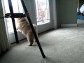 videos de Penelope Neruda: Chow Chow Puppy Extraordinaire!