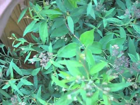 how to transplant a clematis vine