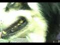 mad doggy world