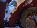 Trooper & Whippet Friends Trooper & Whippet Friends