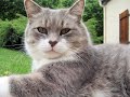 La Guerre des Clans - Jeu de r?les - http://warriorscats.forums-actifs.net/index.htm