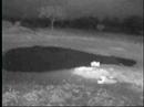 lions find deceased cape buffalo
