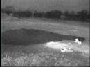 lions find deceased cape buffalo
