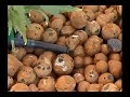Ready-Set-Grow Vol 2 Part 1 Of 7