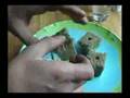 Ready-Set-Grow Vol 2 Part 1 Of 7