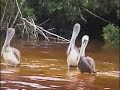 mexico. Ria Celestun,chichen-itz�-tulum