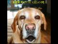videos de Jesse the Golden Retriever