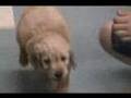 New-Goldendoodle-Pup