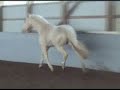 Mirabeau 16.2h Cremello Warmblood