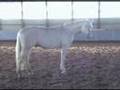 Mirabeau 16.2h Cremello Warmblood