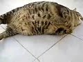 котэ бигемотэ 2.mp4