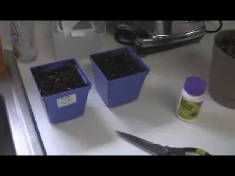 how to replant rosemary