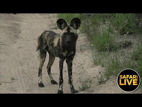 動画