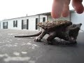 Alligator Snapping Turtle Alligator Snapping Turtle