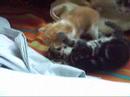 Charlie + kittens: stoeien