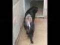 videos de Dogs on death row