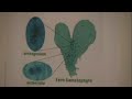 Captain Biology covers 'The life cycle of Ferns' http://www.youtube.com/watch?v=t4m2PoqVIb0&feature=related