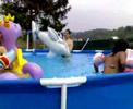 cavalcando il delfino