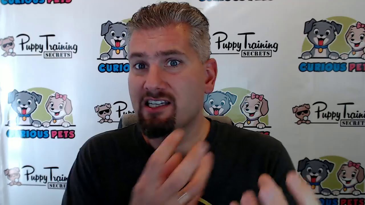 How to Deal with Destructive Dogs