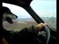 Dog driving a car...
