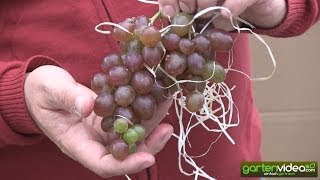 #1418 Neue kernlose Weintraubensorte Rhea 