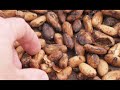 El Cacao : Alimento de los Dioses El Cacao : Alimento de los Dioses