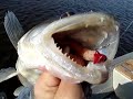 Walleye Fishing in the Netherlands Video Shot 25-inch class