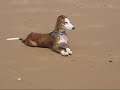 Popov en la playa