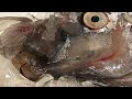 幻の深海魚 「リュウグウノツカイ」 2013 Giant Oarfish リュウグウノツカイ