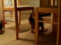 videos de more puppies