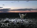 www.zsl.org ZSL releases the first known footage of the long-eared jerboa in the wild, an extraordinary mammal found in the deserts of Mongolia and China. The tiny creature looks like a mouse-sized kangaroo with enormous ears. You can see more video footage of the Jerboa on the EDGE website www.zsl.org This endangered animal was filmed during a recent ZSL expedition to the Mongolian Gobi desert to track down and assess the species. The long-eared jerboa is a small rodent that can be easily ...