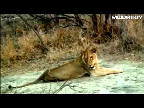 young male lion