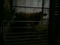 Stevens Cows mooing !