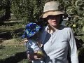 asian pear