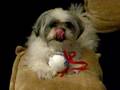 videos de Porkie playing with a christmas ball