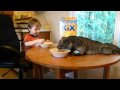 epic video! budak dan iguana makan breakfast