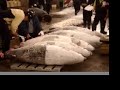 Tsukiji Fish Market