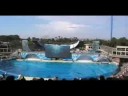 boy in seaworld