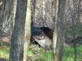 Real Outdoors TV / Turkey Hunting / Cooperstown, NY 06 Real Outdoors TV / Turkey Hunting / Cooperstown, NY 06