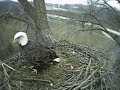11/29/09 ... 10:23 AM Bald Eagle Fish Hatchery, Decorah, IA