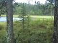 Flugfiske i Hemtjärn och Tyttbo.