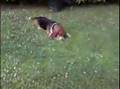 Basset Hound video