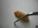Cyphocleonus larvae