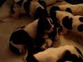 BASSET HOUND PUPPY FEEDING FREENZY