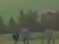 training of shabab