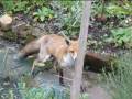 Foxy Lady