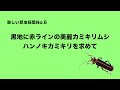 たのしい昆虫採集No.6 〜黒地に赤ラインの美麗カミキリムシ、ハンノキカミキリを求めて〜 カミキリムシ