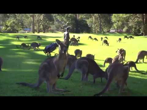 This Australian Golfer Doesn't Let This Mob of Kangaroos Ruin His Round