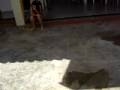 videos de Corrida Tais e Natalinha