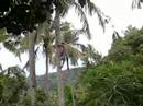 Fresh coconut anyone ? (1)